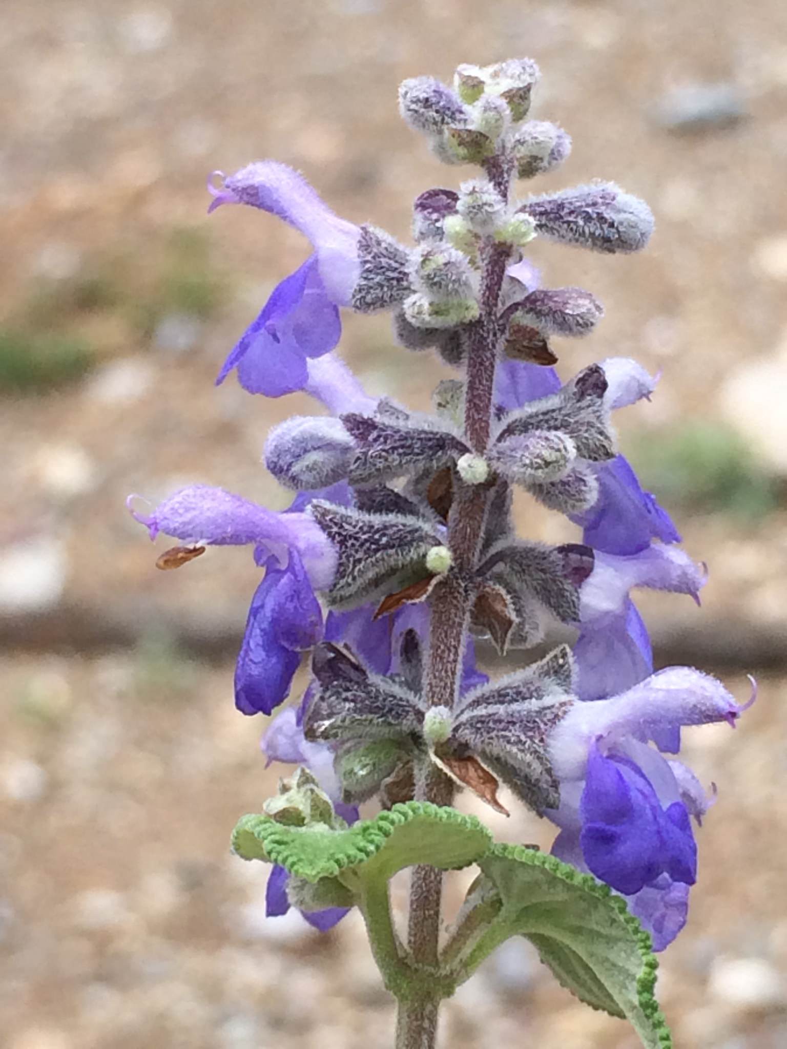 Salvia keerlii
